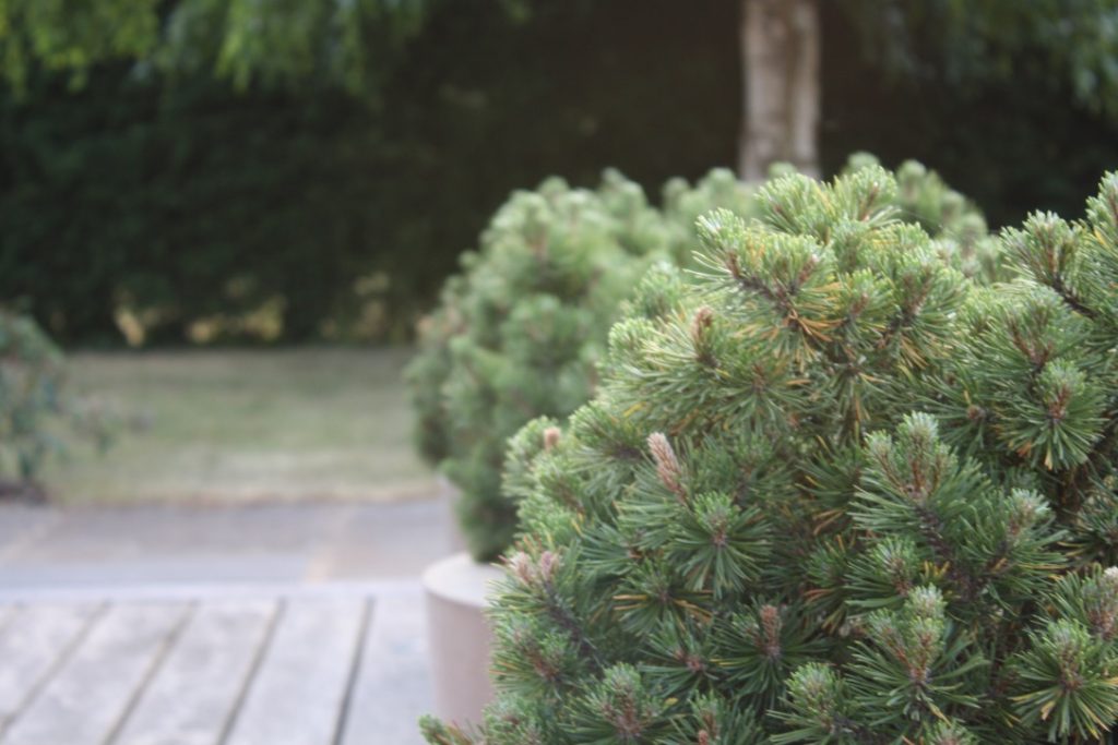 Top Plants for a Relaxation Garden design  Pinus mugo 'Mops' in pots